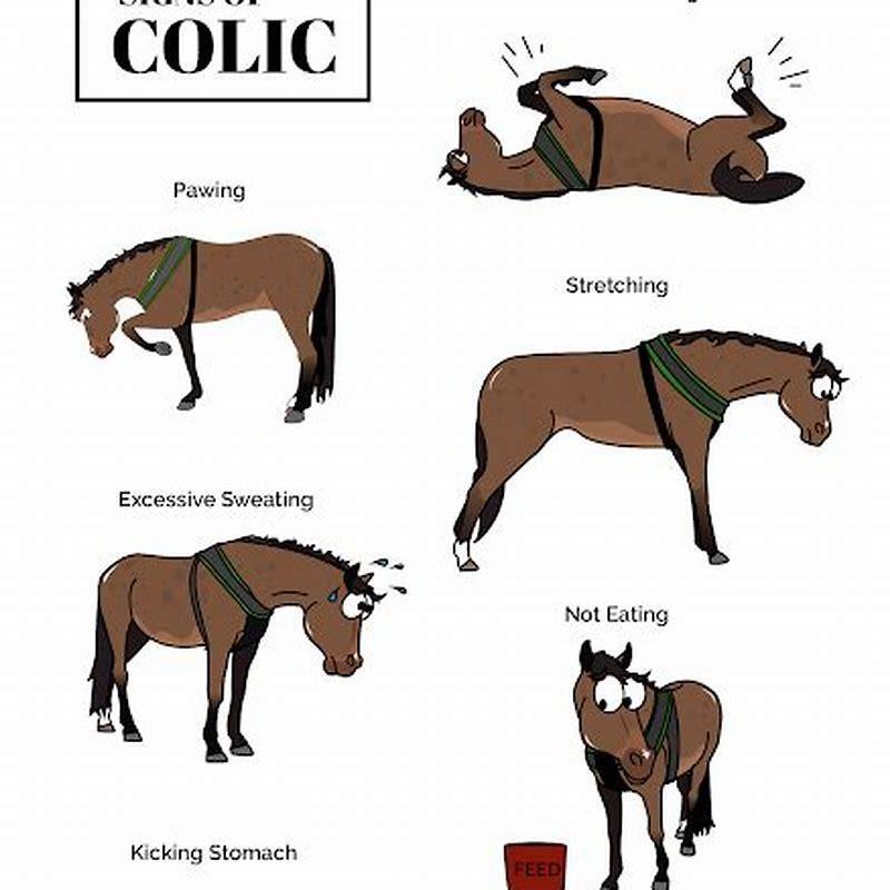 what-causes-horses-to-colic-diy-seattle