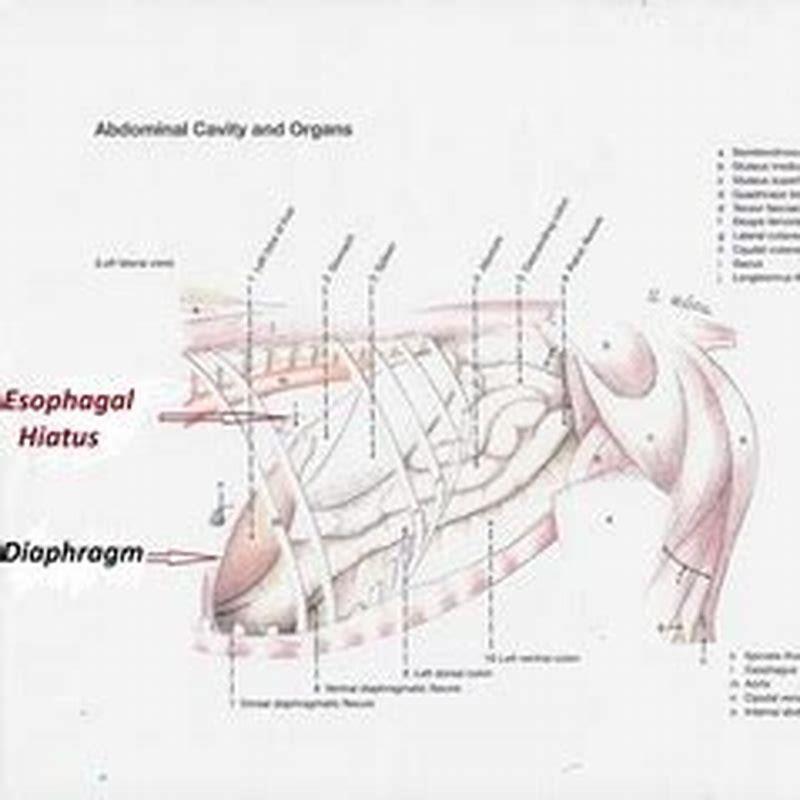 what-causes-muscle-spasms-in-rib-cage-area-diy-seattle