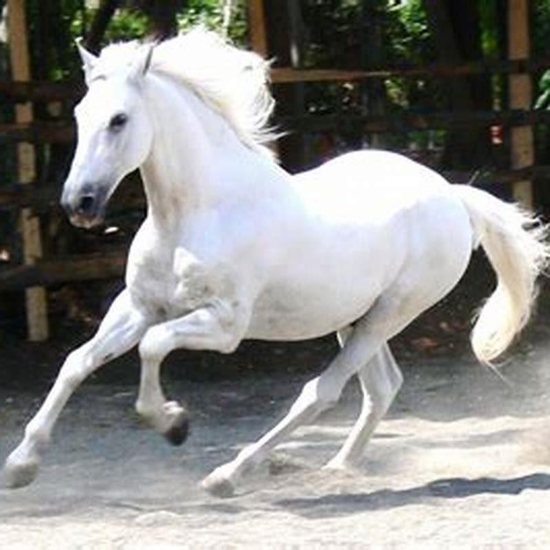 What color is Santiagos white horse?