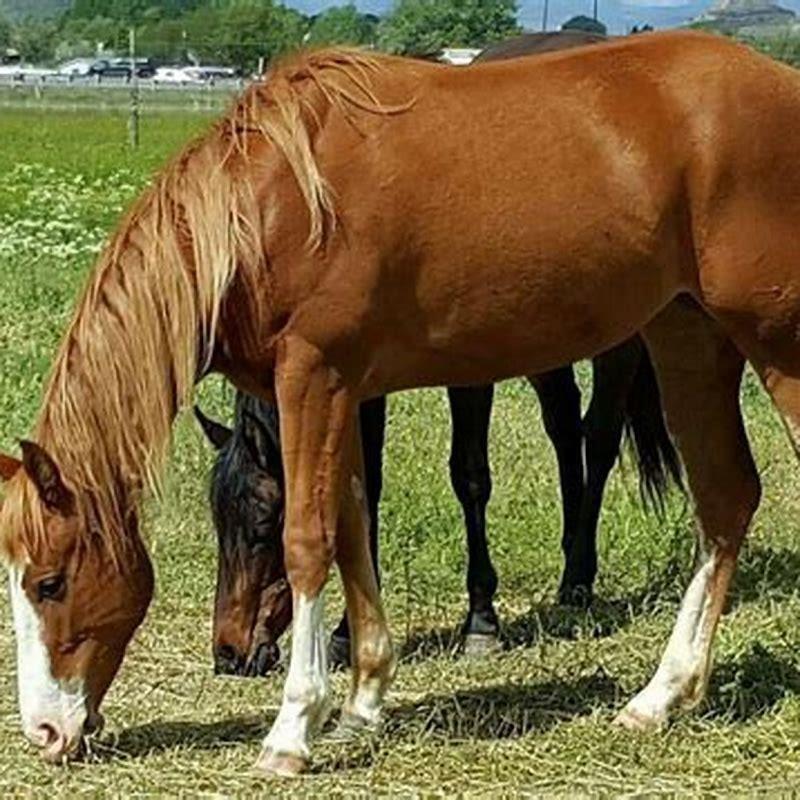 What Colour is a sorrel horse? DIY Seattle