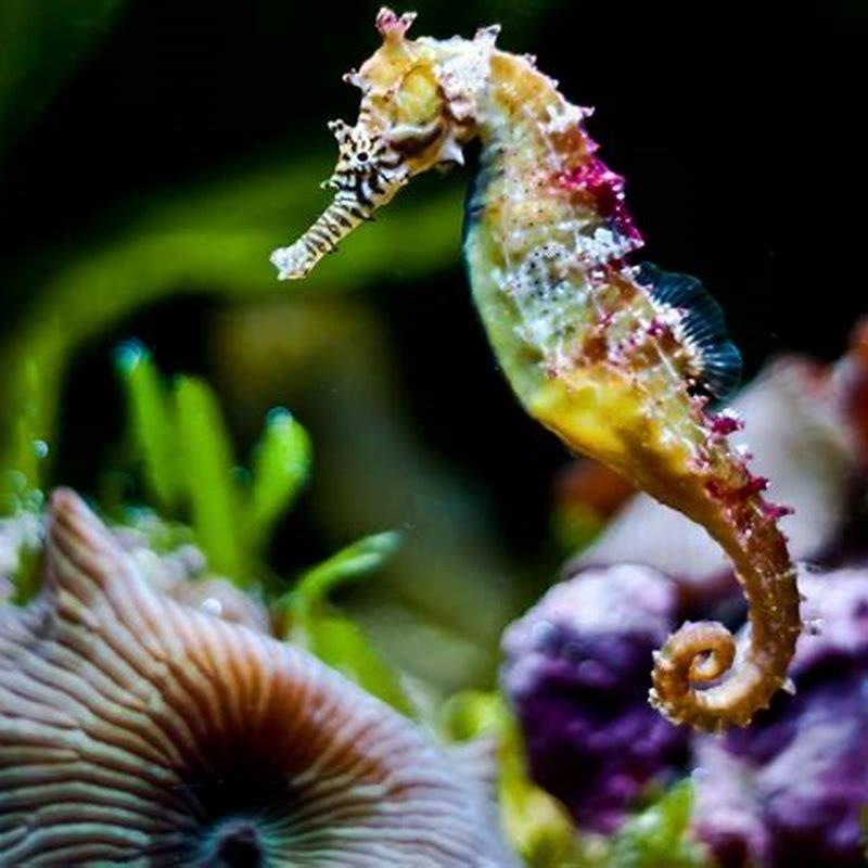 What Colours are sea horses?