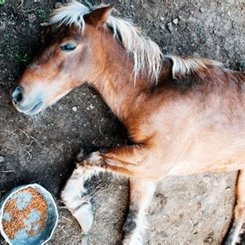What comes from a horse?