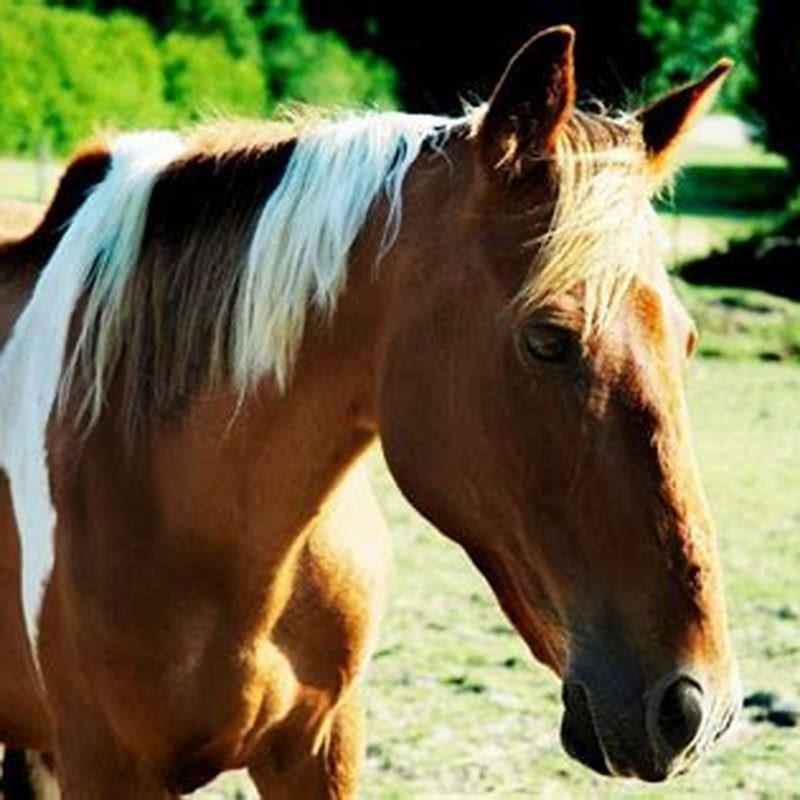 what-diseases-cause-weight-loss-in-horses-diy-seattle