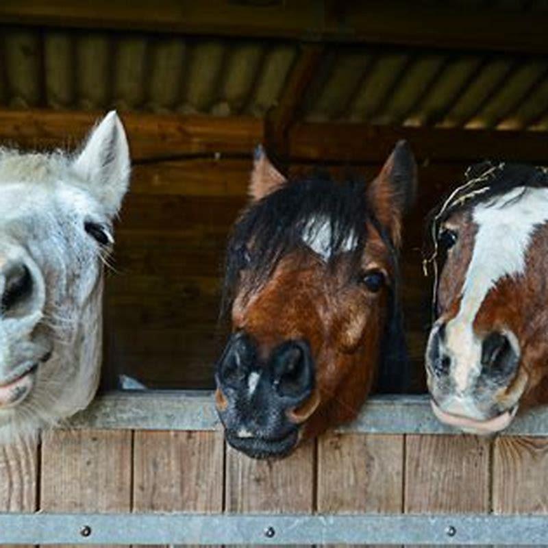 What do horse boarders do?