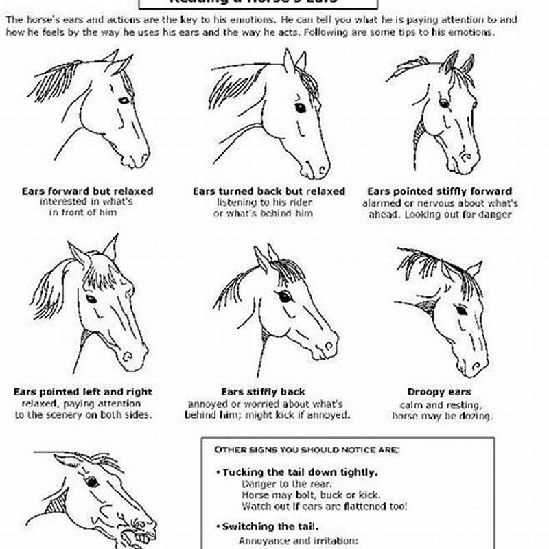 what-do-horse-expressions-mean-diy-seattle