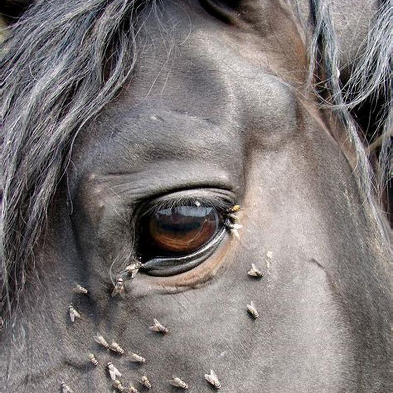 what-do-horse-flies-contribute-diy-seattle