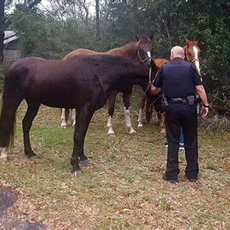 What do horse whisperers say to horses?