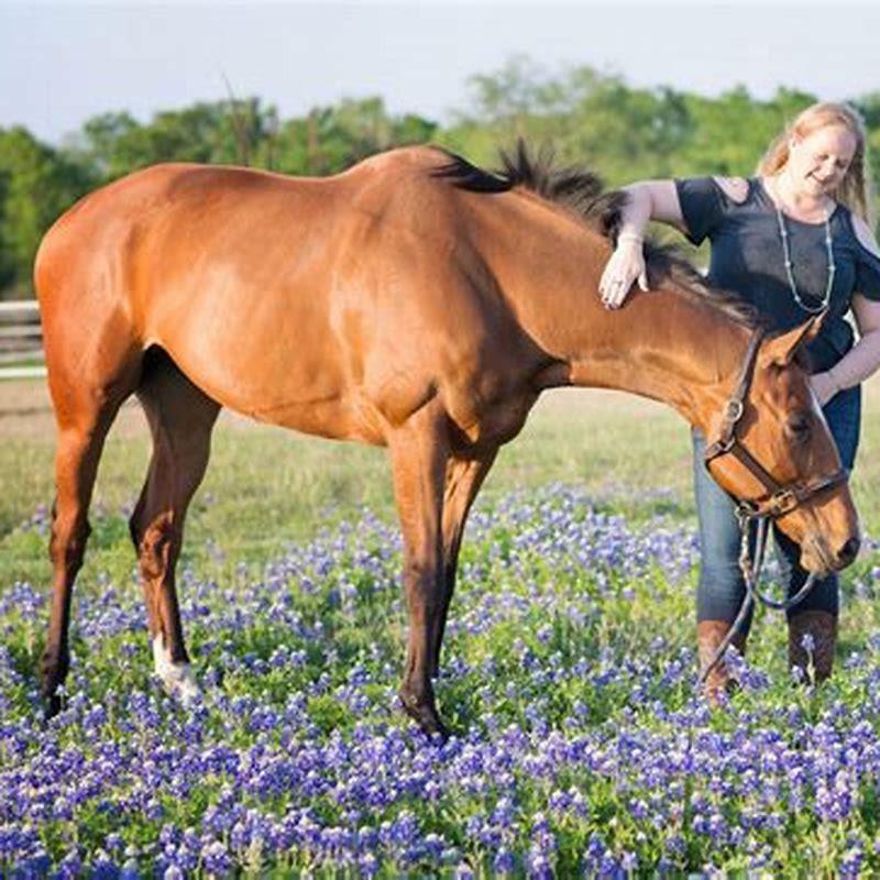 what-do-horses-do-when-another-horse-dies-diy-seattle