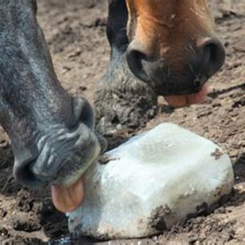 What do horses eat in a day?