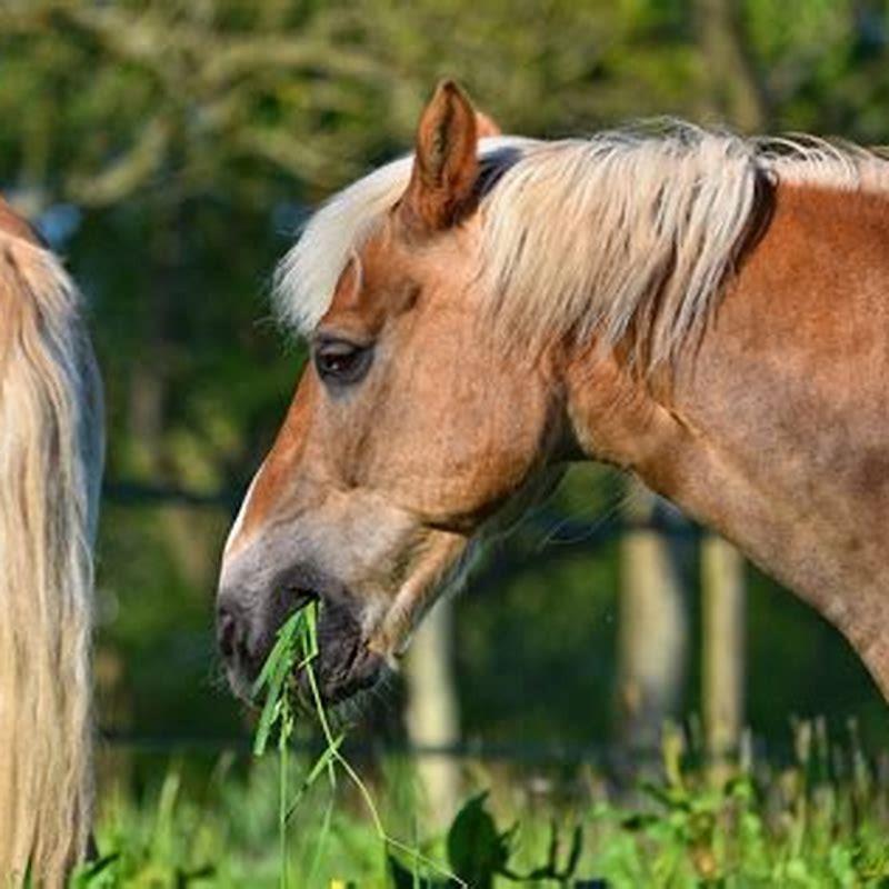 Are There Wild Horses In Spain