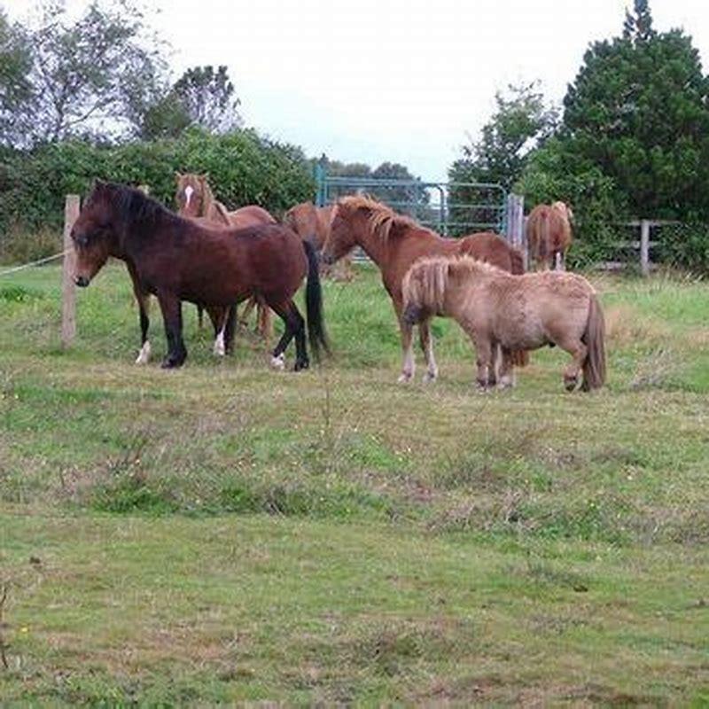 What do Kerry Bog ponies eat?