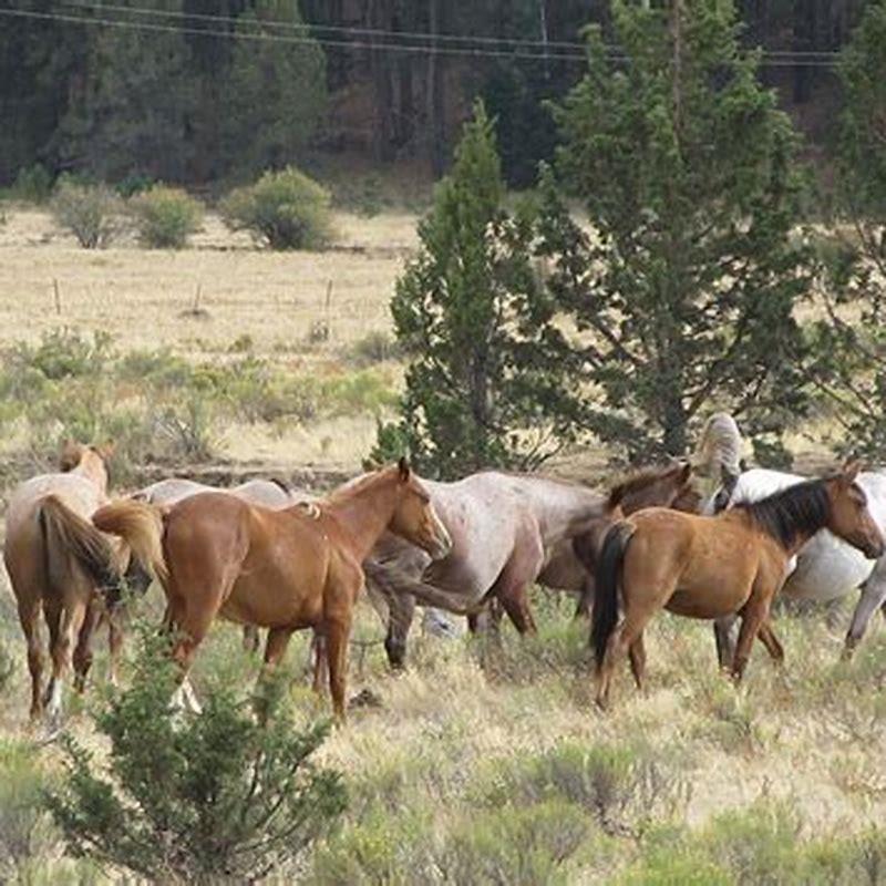 What do they call a river horse?