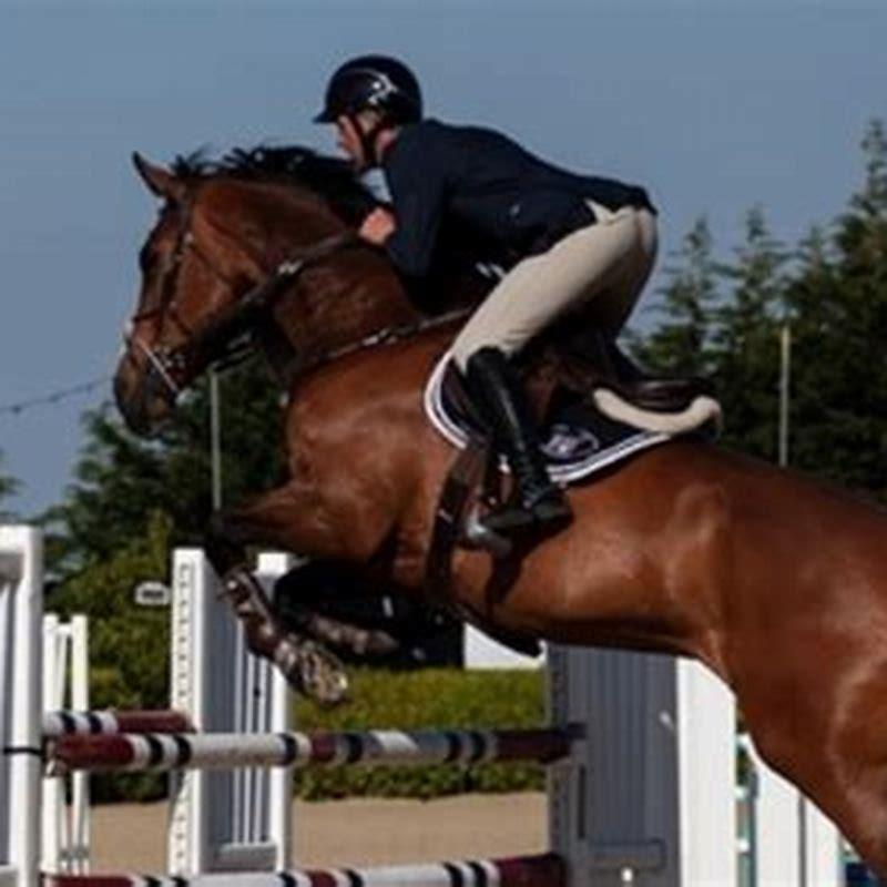 What do you call a female racehorse?