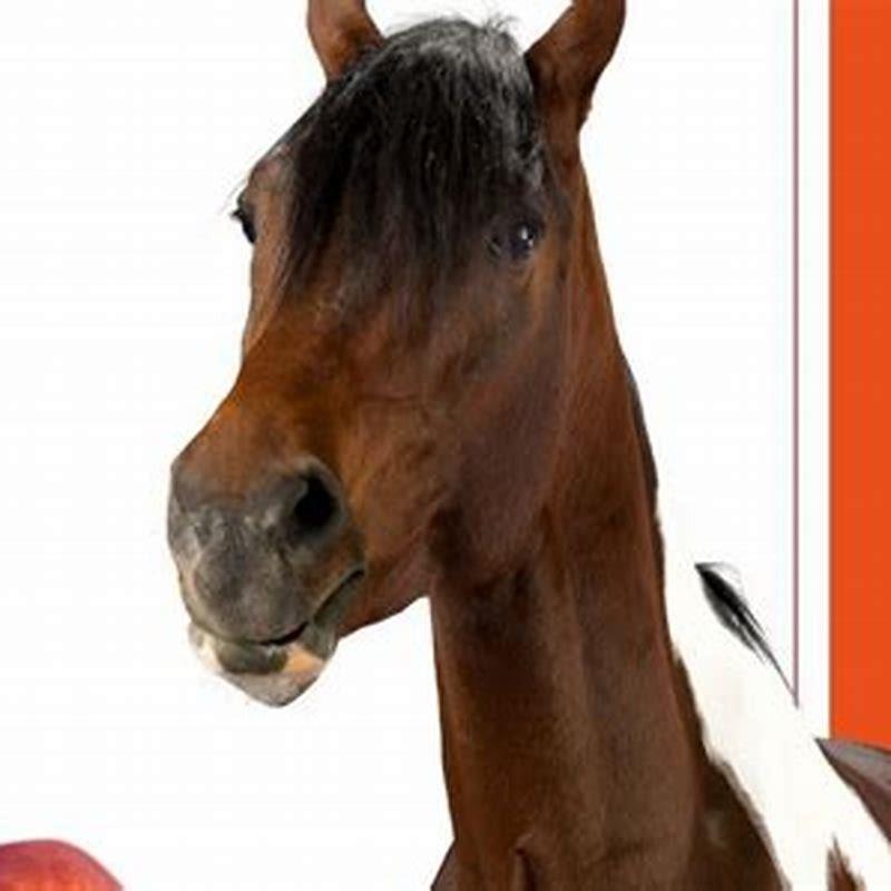 What Do You Feed A Horse That Wont Eat DIY Seattle