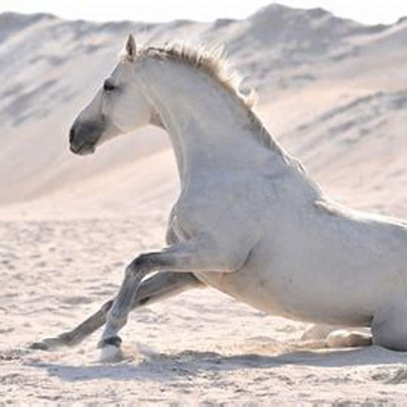 What Do White Horses Symbolize In Dreams