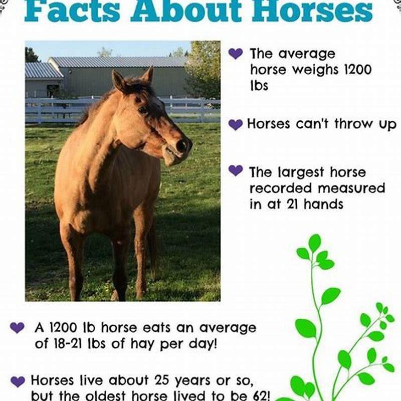 What does a horse eat in a day? - DIY Seattle