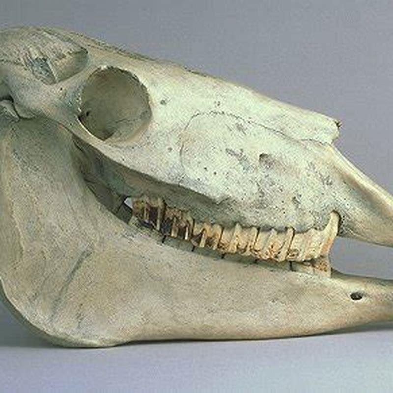 What does a horses skull look like?
