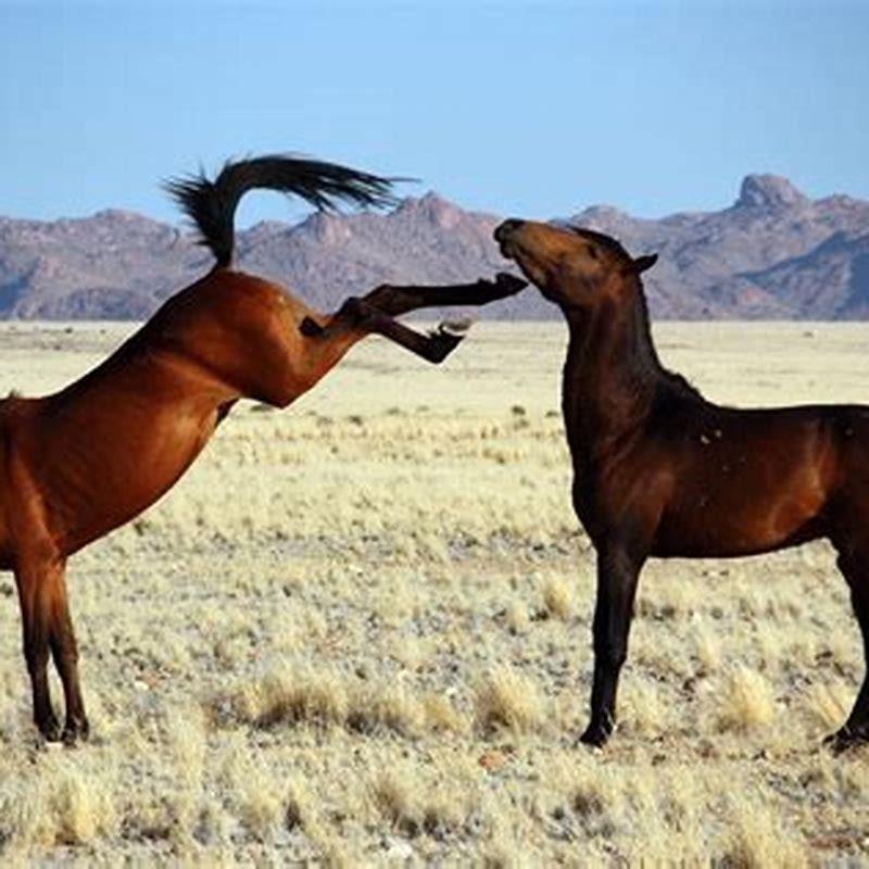 What does a Namib desert horse eat? - DIY Seattle