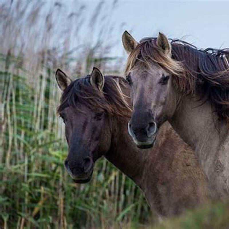 What does a Tarpan horse look like?