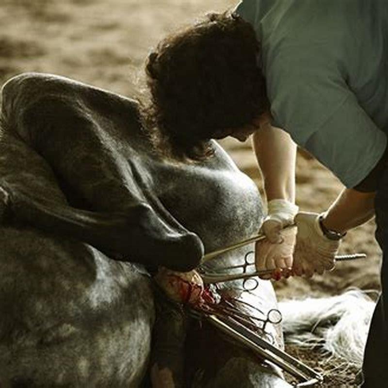 What does castrated mean in horse?