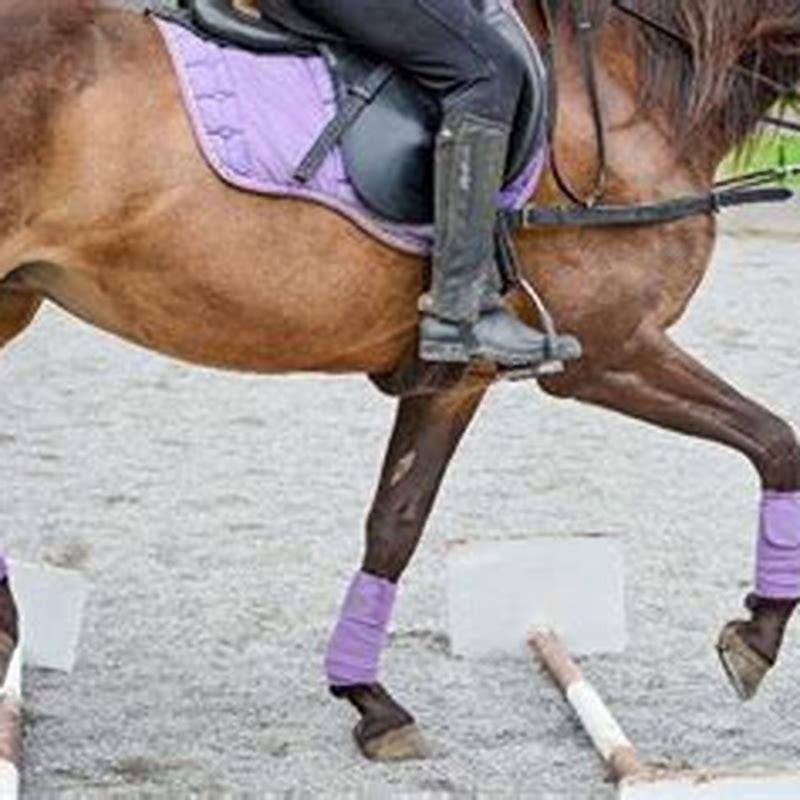 What does even time in horse training mean?