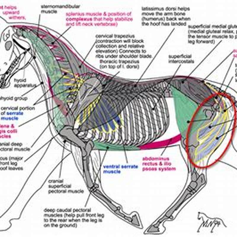 what-does-hamstrung-horses-mean-in-the-bible-diy-seattle