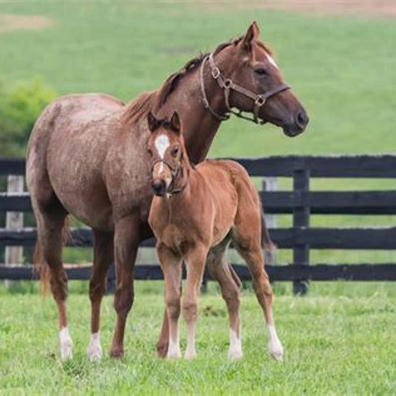 what-does-handily-mean-for-horse-workouts-diy-seattle