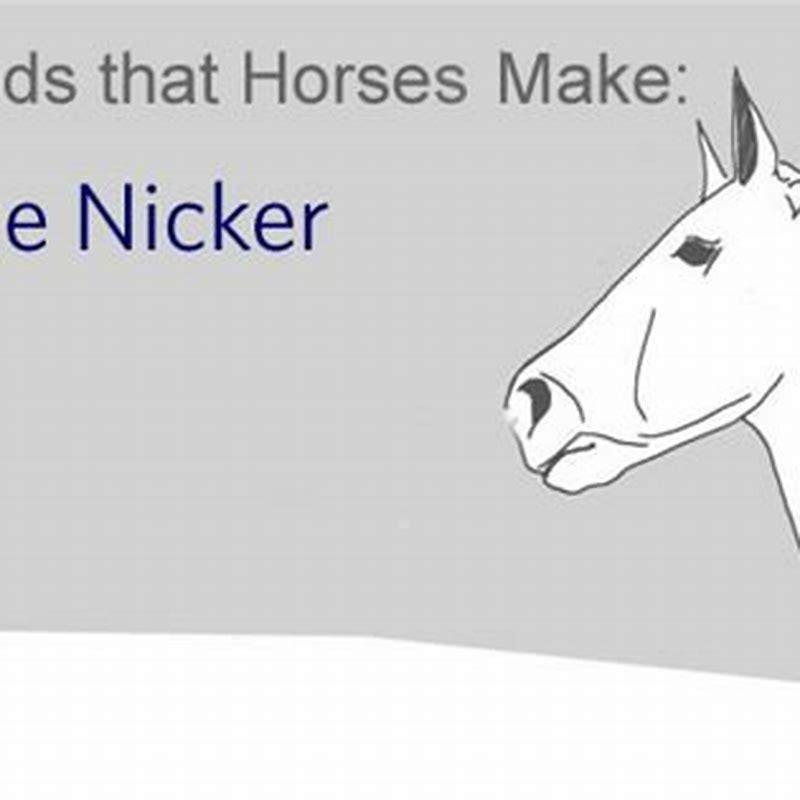 what-does-horse-nickering-mean-diy-seattle