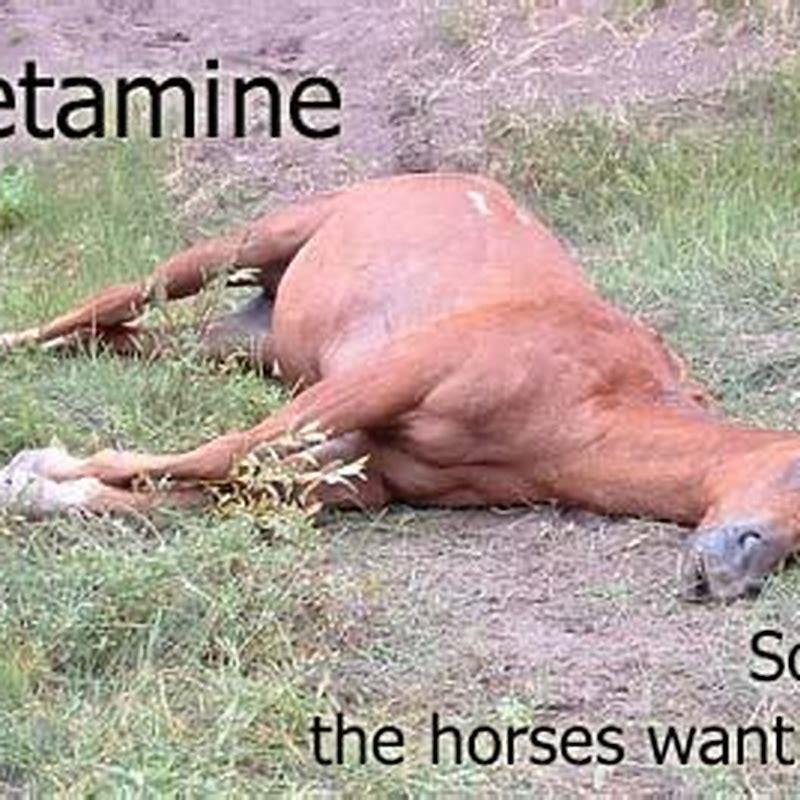 What does horse tranquilizer do to a horse?