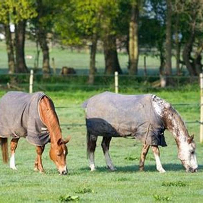 What does it mean to turn a horse out for the winter?