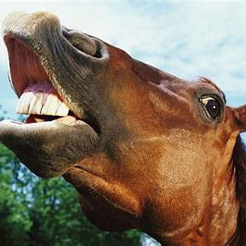What does it mean when a horse keeps neighing? - DIY Seattle