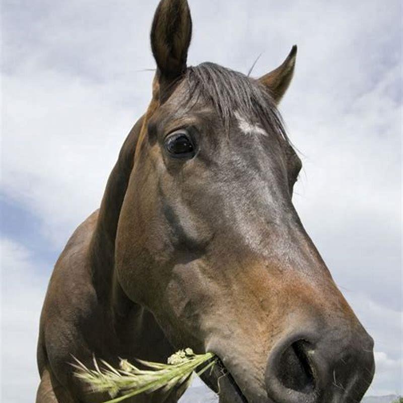What does it mean when your horse snorts?