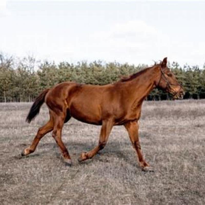 What does not gaited mean in horses?