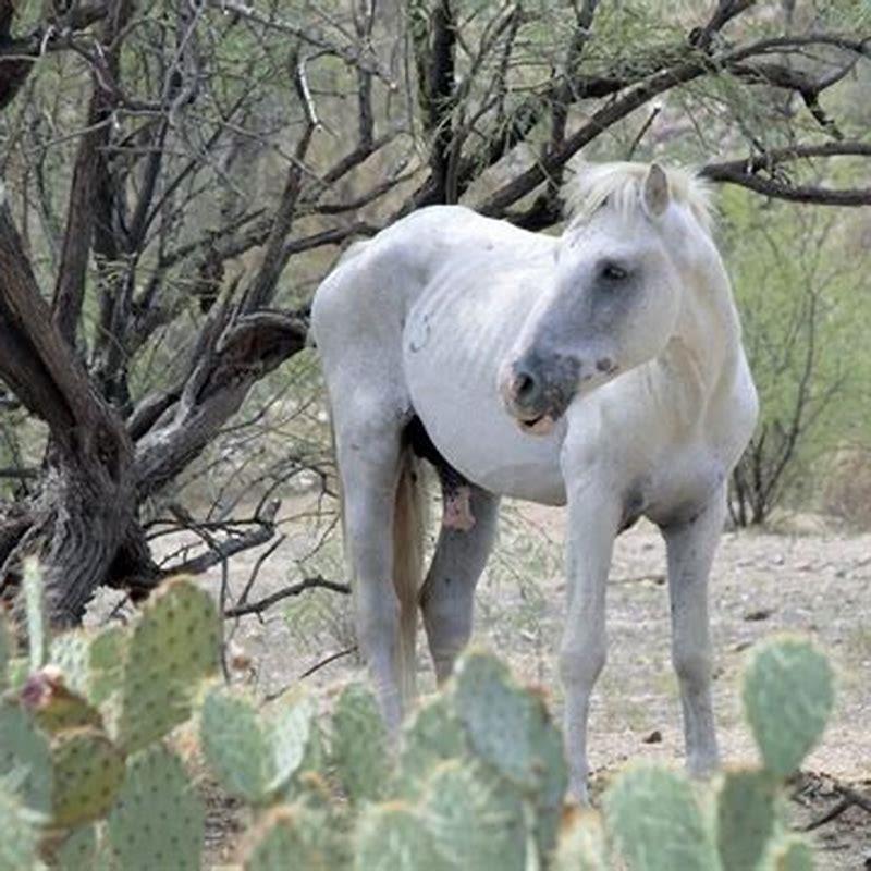 What does river horse mean?