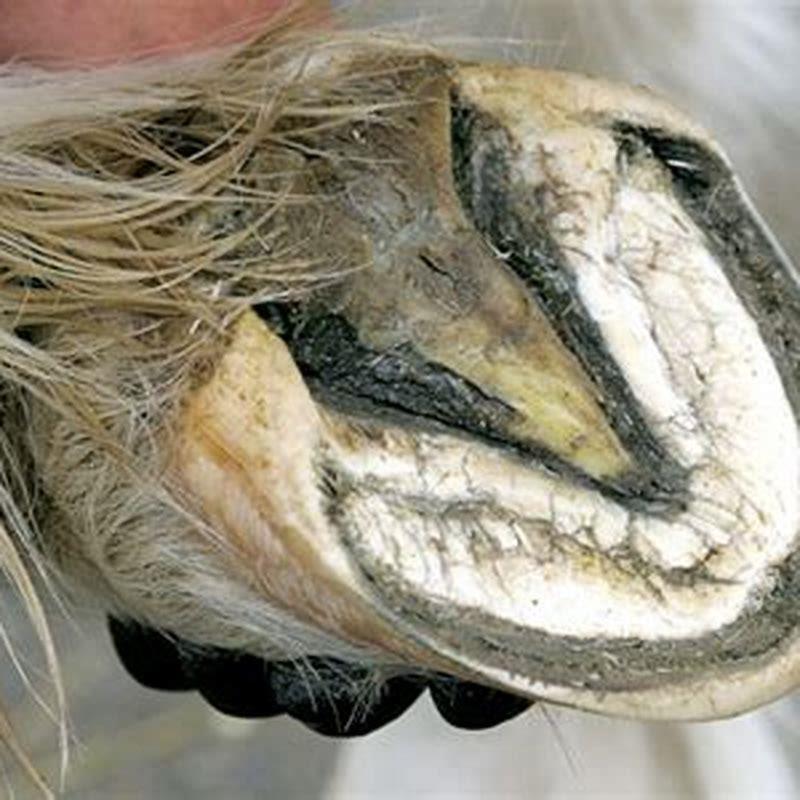 What does thrush look like on a horses hoof?