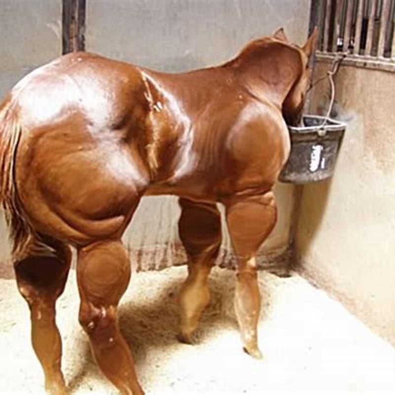 What drug is used to put horses to sleep?