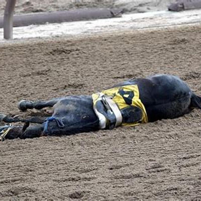 What happens to a horse after it dies?