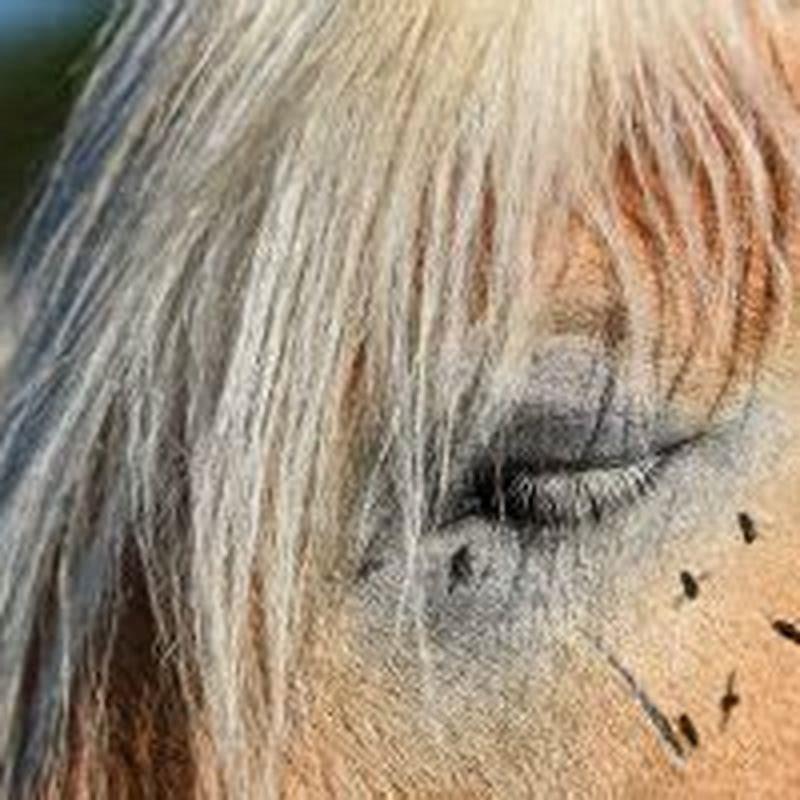 what-helps-fly-bites-on-horses-diy-seattle