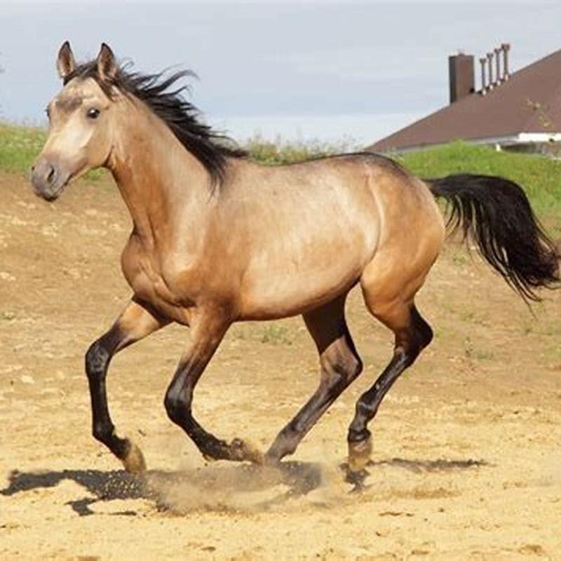 What horse breeds are dun?