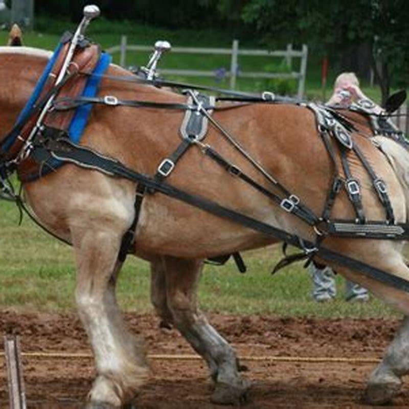 What horse can pull the most weight?