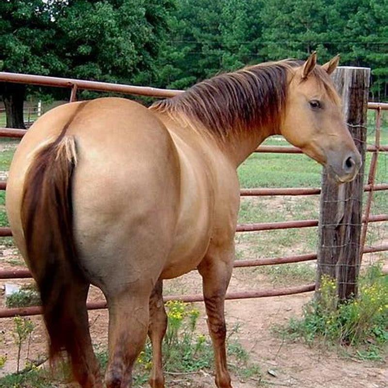 what-horse-colour-is-dun-diy-seattle