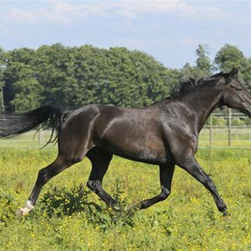 What horse was originally bred as a fashionable carriage horse?