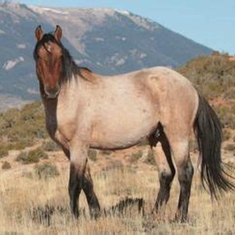 What horses are the Pryor mustangs linked to?