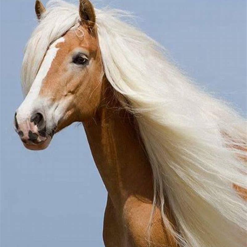 What is a blonde colored horse called?