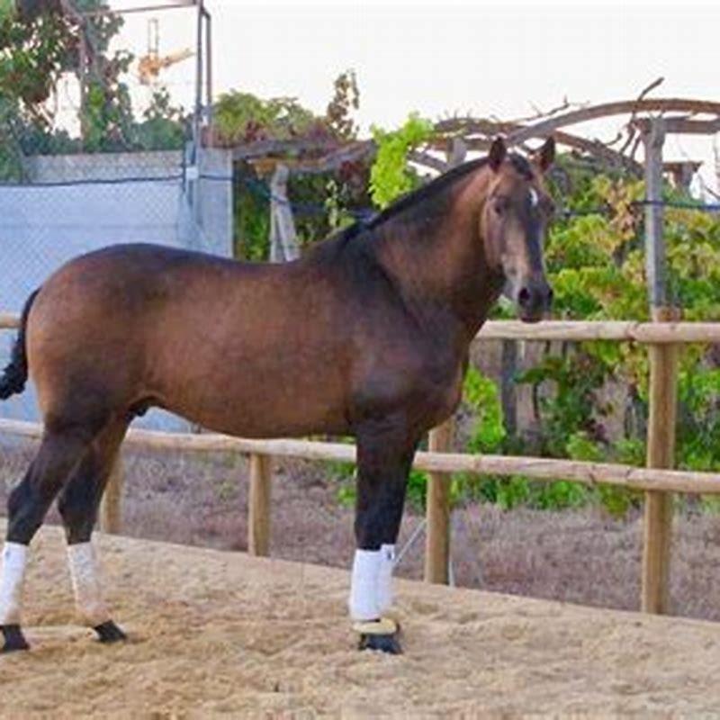 What is a Cruzado horse?