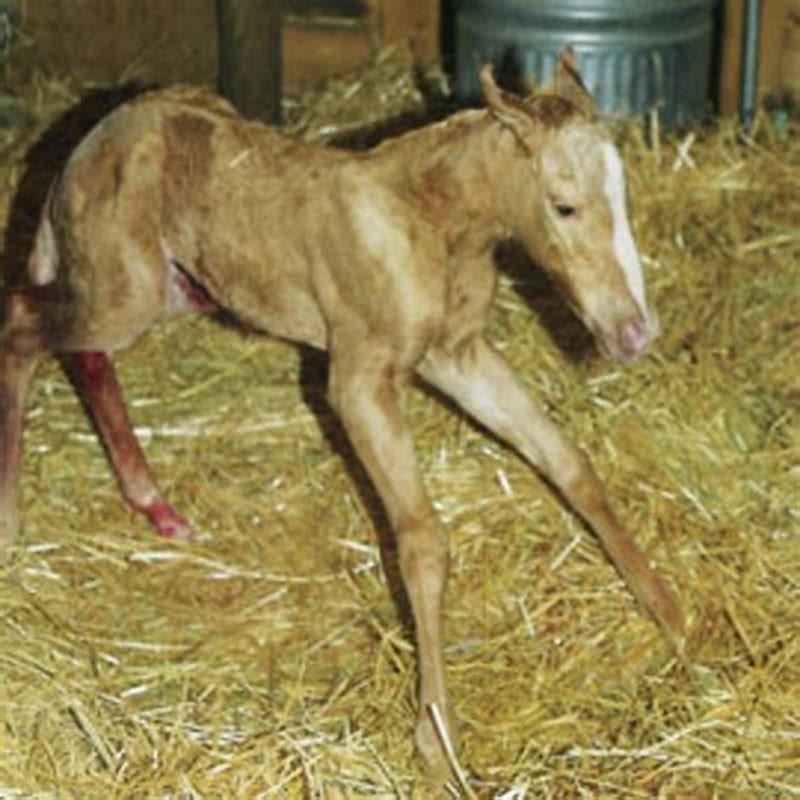 what-is-a-female-horse-called-before-giving-birth-diy-seattle