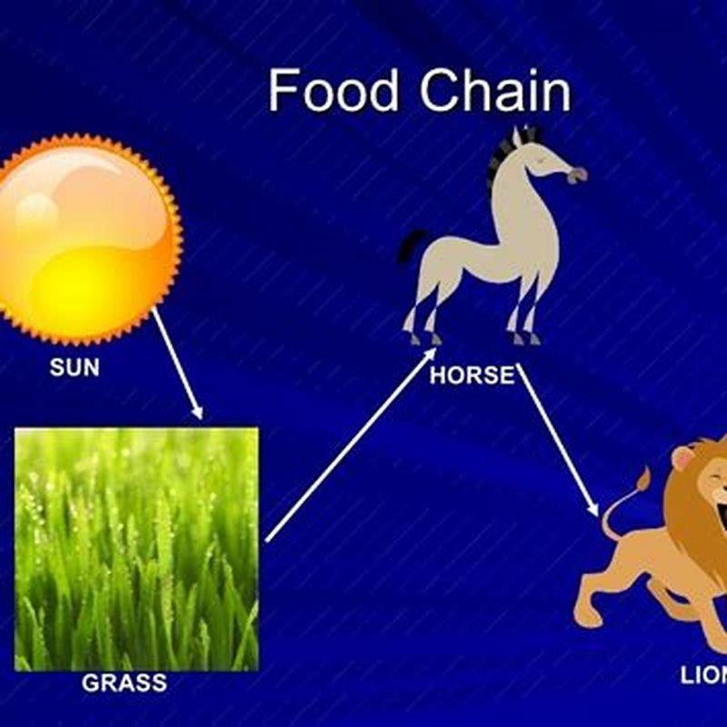 What is a food chain of a horse? DIY Seattle