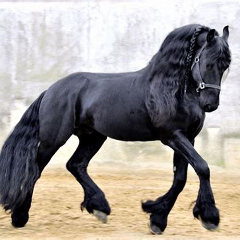 What is a Friesian Thoroughbred cross? - DIY Seattle