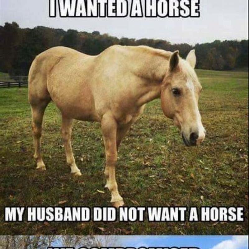 What is a good husband horse? - DIY Seattle