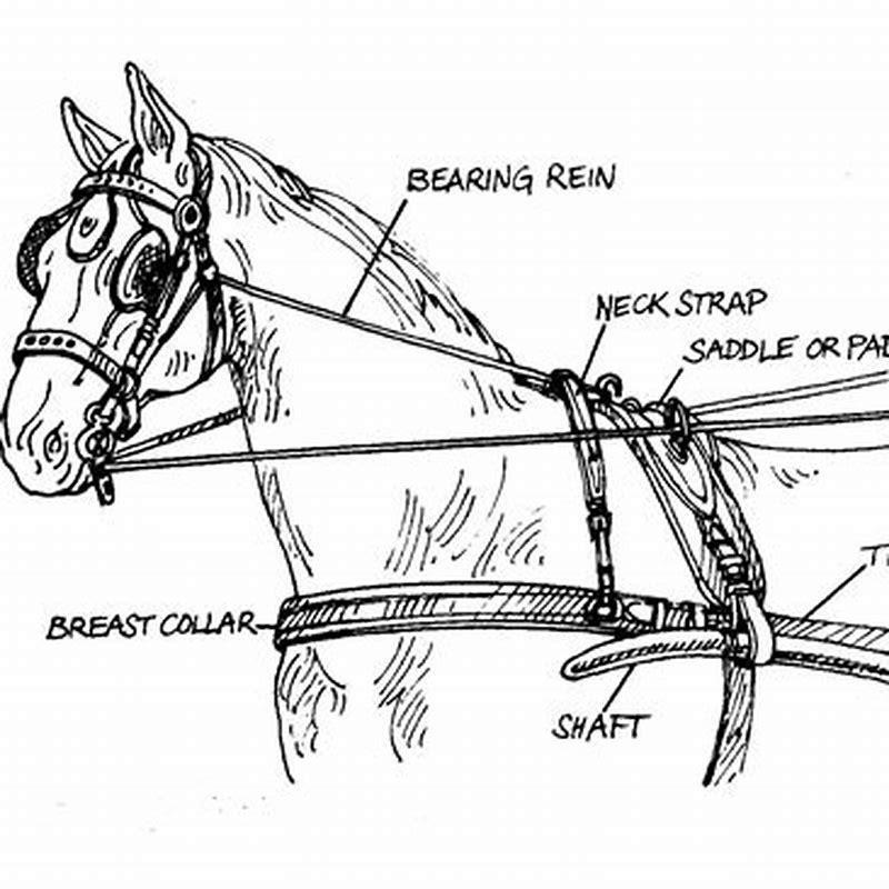 What is a horse collar called? - DIY Seattle